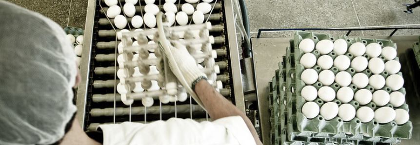 Seleção, classificação e características de ovos aumentam qualidade do produto na gôndola