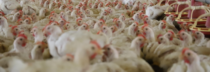 Preço médio do frango tem valorização de mais de 20% no atacado de Mato Grosso do Sul