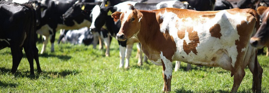 COE da pecuária de leite acumula alta de 11,49% de janeiro a junho de 2021