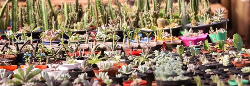 Do hobby ao lucro: rosas do deserto, cactos e suculentas viram fonte de renda para família de Costa Rica