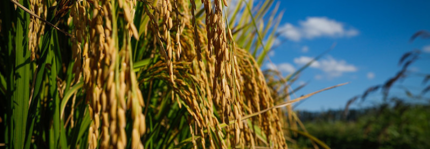 CNA discute melhorias no seguro rural para o arroz