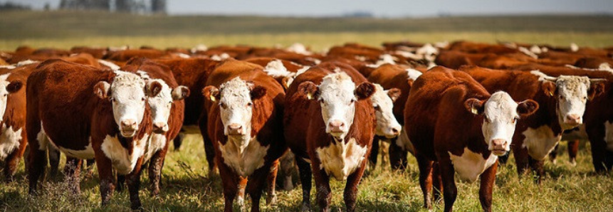 Campo Futuro avalia custos da pecuária de leite e de corte no RS