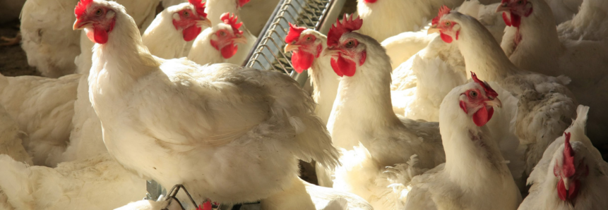 Aumento dos custos amplia prejuízos na avicultura