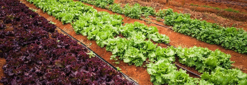 Setor de hortaliças debate Plano Nacional de Fertilizantes
