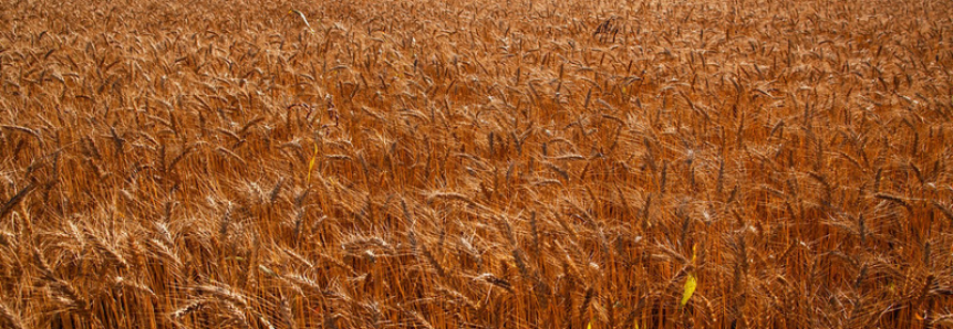 CNA debate alternativas para aumentar produção de trigo no Cerrado