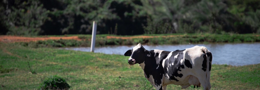 Campo Futuro levanta custos de produção de pecuária de corte, pecuária de leite e grãos