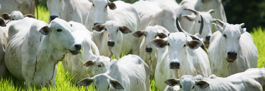 Setor produtivo avalia seguro disponível para pecuária de leite e de corte