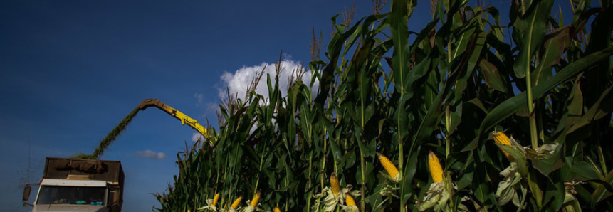 CNA debate escassez de milho para a produção agropecuária