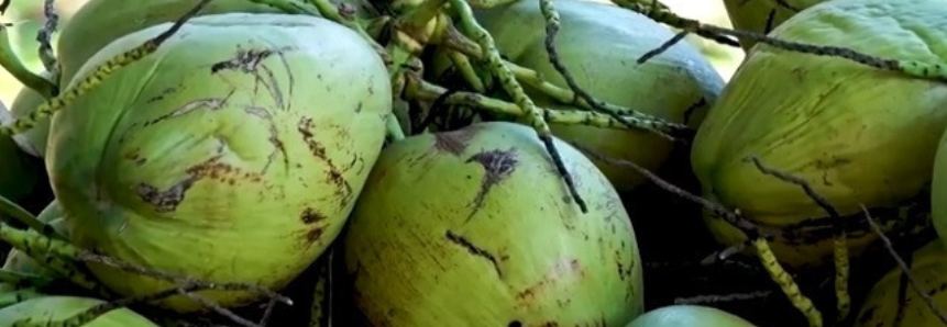 Produtores de coco do Ceará aumentam renda com assistência técnica do Senar
