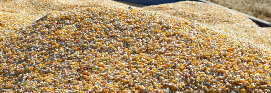 Com alta no mercado internacional, saca do milho em Mato Grosso do Sul valoriza 130% em um ano