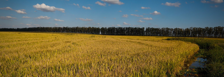 Projeto Campo Futuro levanta custos de produção de soja, trigo e arroz no RS