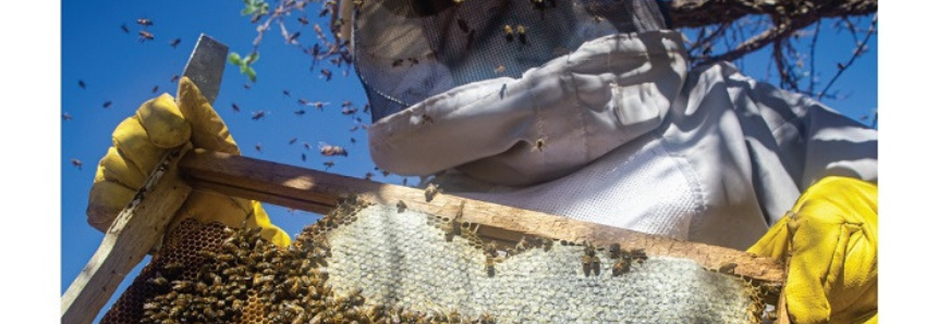 Dia do Apicultor – Trabalho e dedicação garantem qualidade do mel brasileiro