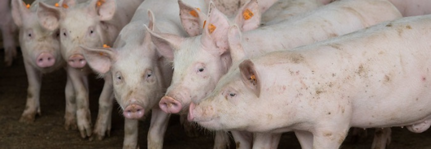 Exportações de carne suína crescem 25,3% no primeiro quadrimestre de 2021