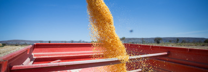 Prorrogada a redução do ICMS do milho em grãos em Sergipe