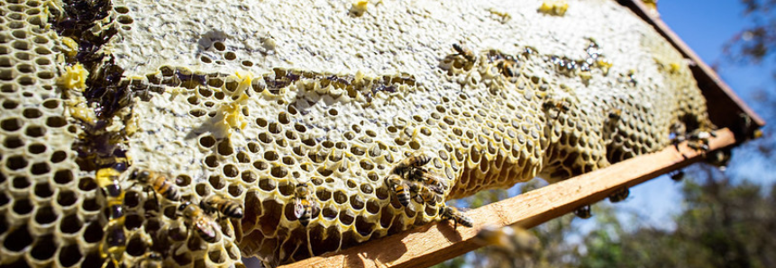 Quem compra o mel e as ceras de abelha do Brasil?
