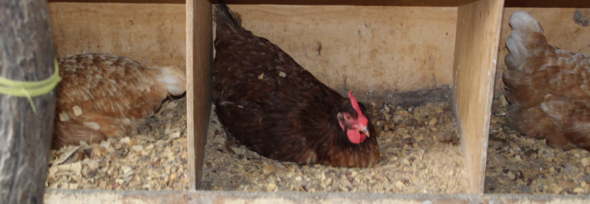Técnico do Senar orienta avicultores sobre construção de cama de frango