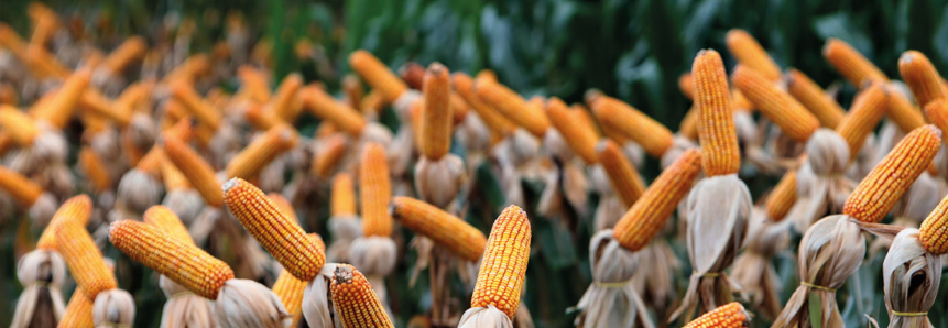 FAEP propõe separar seguro do milho safrinha de outros cereais de inverno
