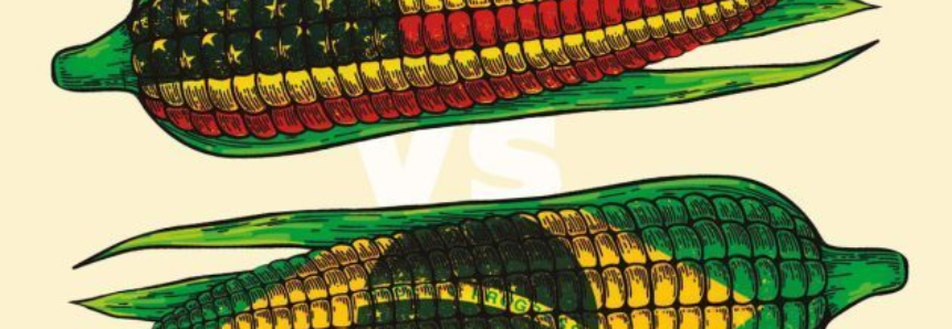 Competição: o que falta para o Brasil alcançar os Estados Unidos no milho?