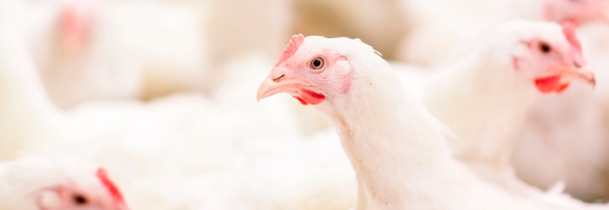 Alta do boi faz mercado interno alavancar crescimento da avicultura