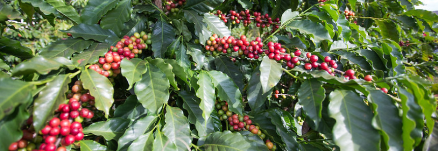 Seca provocou prejuízos à produção cafeeira no Brasil em 2020
