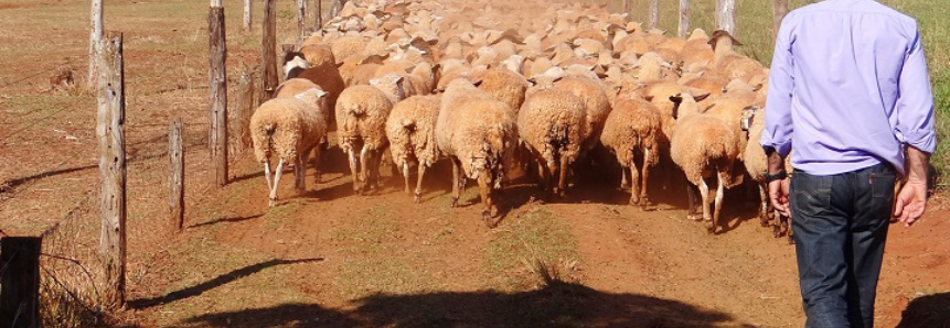 Em um ano preço do quilo vivo de ovinos em MS teve crescimento de 18,8%