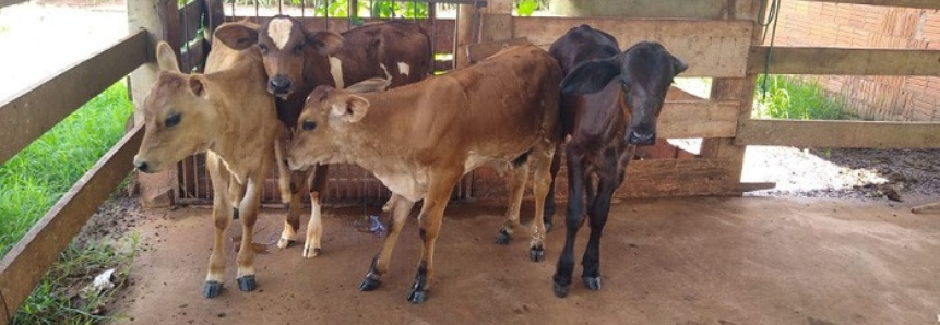 Parceria: Senar e Sebrae levam tecnologia e orientação sobre reprodução e qualidade de leite a produtores de MS