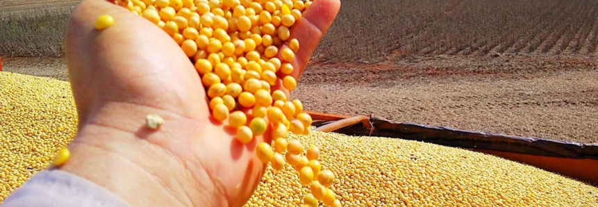 Em 2020, Mato Grosso do Sul exportou 4,8 milhões de toneladas de soja em grãos