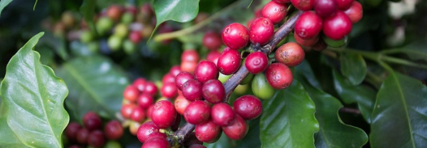 Comissão de Café da CNA discute liberação de crédito para recuperação de cafezais e avanços na NR 31