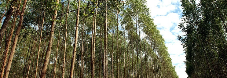 Monitor do Seguro Rural avalia produtos para florestas