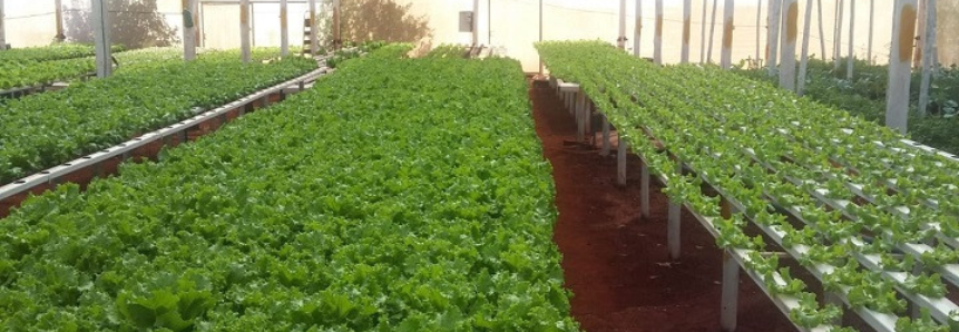 Com estrutura moderna e prática, hidroponia é opção para otimizar cultivo de hortaliças