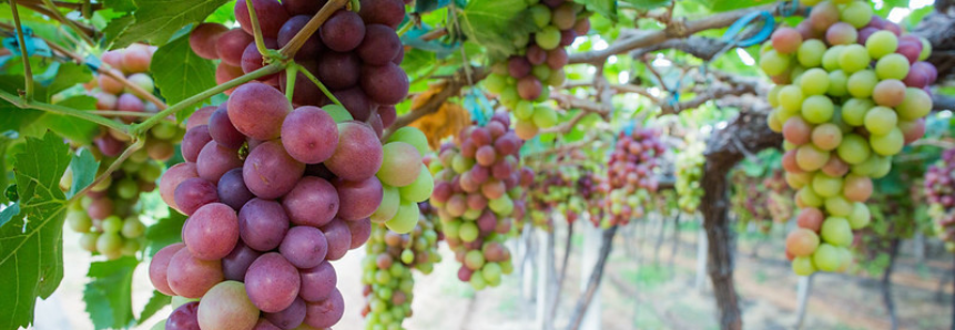 Monitor do Seguro Rural avalia produtos para frutas