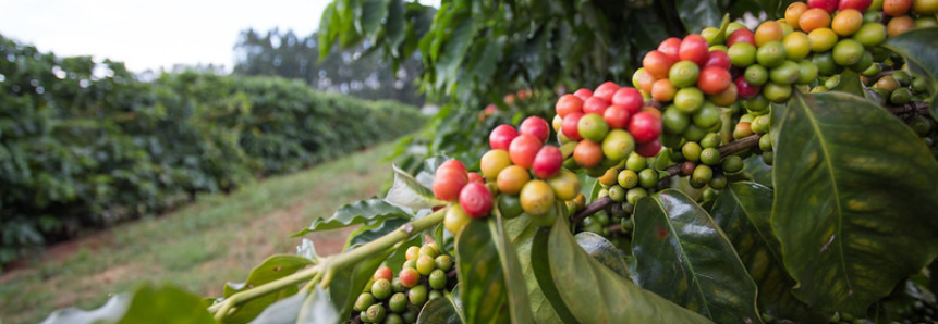 Conselho atende demanda da CNA e aprova verba para recuperação de cafezais