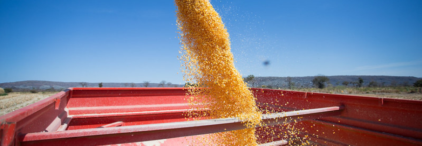 Campo Futuro analisa custos de produção de grãos, carne, cana e hortaliças em quatro estados