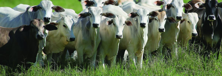 Com primeiro semestre fraco, mercado de carne bovina deve aquecer até dezembro