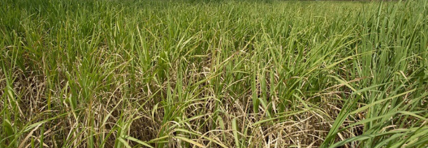 CNA levanta custos de produção de cana-de-açúcar em SP