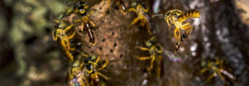 Evento sobre abelhas sem ferrão debate geração de renda pelo setor