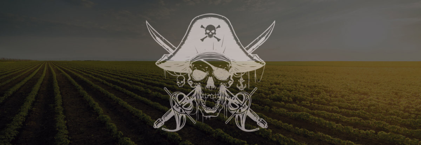 Sementes piratas podem disseminar doenças na lavoura
