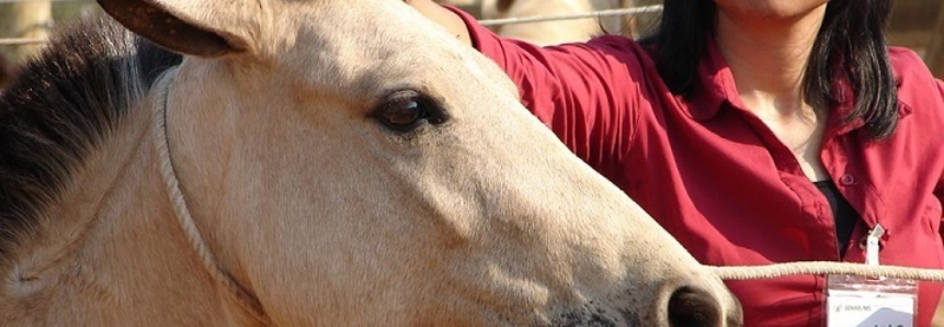 Respeito e empatia melhoram confiança e otimizam processo de aprendizagem entre domador e cavalos