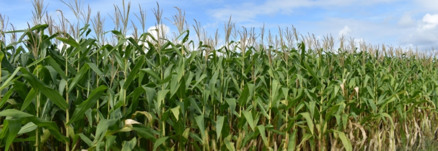 CNA levanta custos da produção de milho em Sergipe