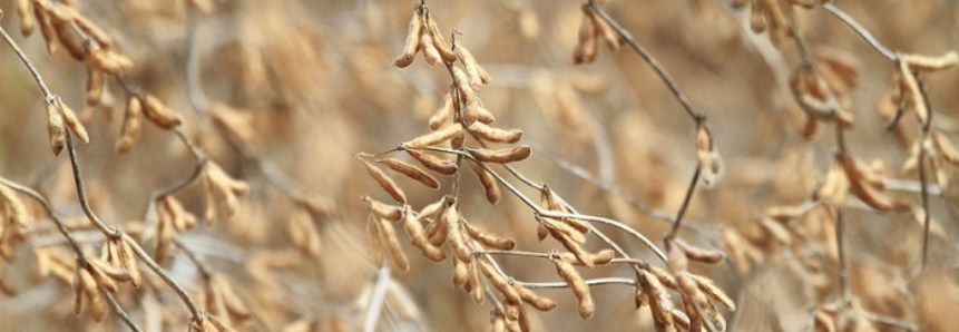 Setor produtivo avalia seguro para soja e milho do Centro-Oeste, Norte e Nordeste