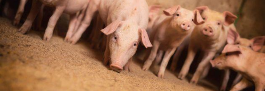 Comissão de suinocultura aborda peste suína e febre aftosa