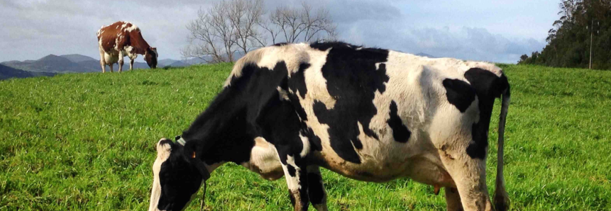 Paraná se consolida como segundo maior produtor de leite do país