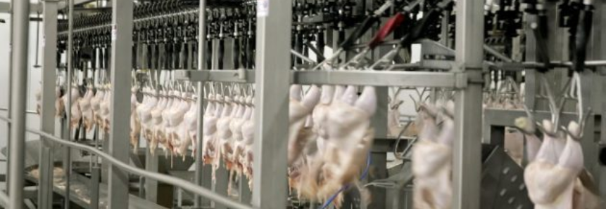 Novos frigoríficos do PR são habilitados para mandar frango à China