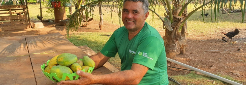 Cultivo de mamão tem ampliado renda de Produtor em Araguatins