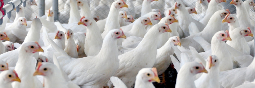 Em MS, avicultura registra queda na produção e preços em alta