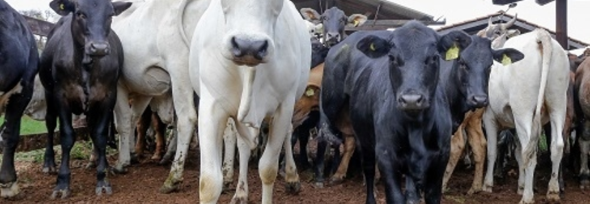 Governo publica regras para transferir gestão da rastreabilidade de bovinos à CNA