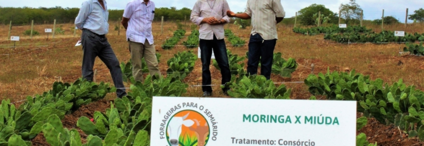 Forrageiras para o Semiárido: Alagoas testa 18 variedades de plantas