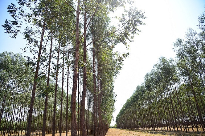 Floresta eucalipto web