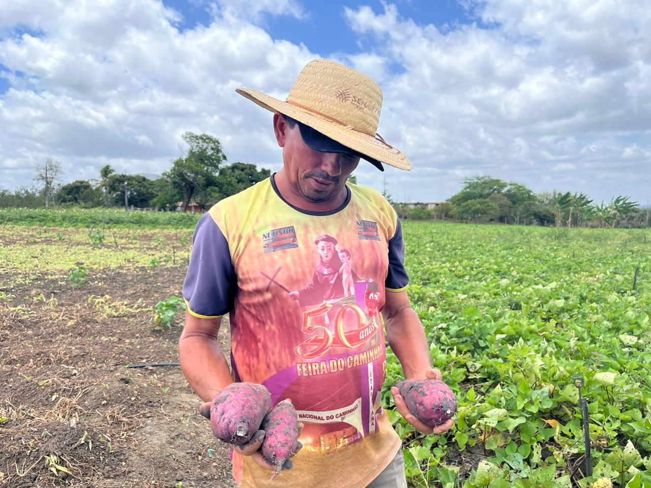 Sergipe é o segundo maior produtor de batata-doce do Nordeste, conforme levantamento das safras de 2023, feito pelo Instituto Brasileiro de Geografia e Estatística (IBGE)