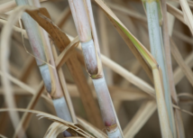 Para CNA, Paten confirma compromisso do agro com produção sustentável e baixa emissão de carbono